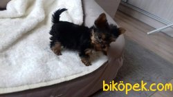 Yorkshire Terrier Yavrulari 4