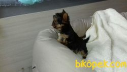 Yorkshire Terrier Yavrulari 2