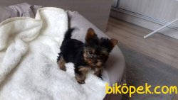 Yorkshire Terrier Yavrulari 3