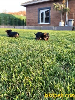 YORKSHIRE TERRIER YAVRULARI 3