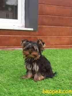YORKSHIRE TERRIER YAVRULARI 1