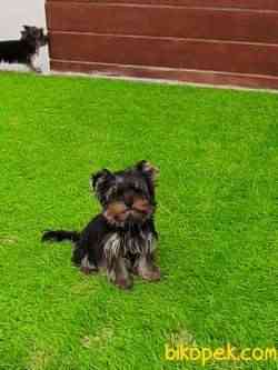 YORKSHIRE TERRIER YAVRULARI 3