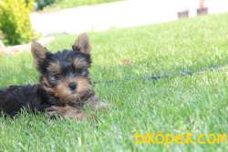 YORKSHIRE TERRIER YAVRULARI 3