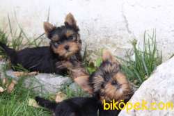 YORKSHIRE TERRIER YAVRULARI 1