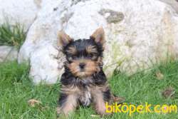 YORKSHIRE TERRIER YAVRULARI 4