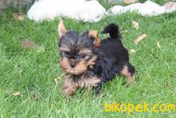 YORKSHIRE TERRIER YAVRULARI 2
