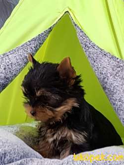 Yorkshire Terrier Yavruları Sağlık Ve İrk Garantili 2