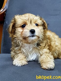 YORKSHIRE TERRIER YAVRULARIMIZ 1