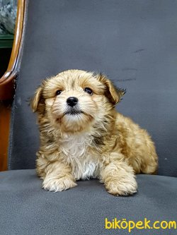 YORKSHIRE TERRIER YAVRULARIMIZ 4