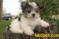 YORKSHIRE TERRIER YAVRULARIMIZ 2