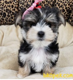 YORKSHIRE TERRIER YAVRULARIMIZ 5