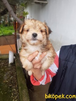 YORKSHIRE TERRIER YAVRULARIMIZ 3