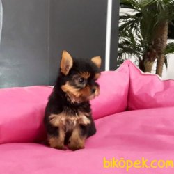 YORKSHIRE TERRIER YAVRULARIMIZ 2
