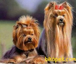 YORKSHIRE TERRIER YAVRULARIMIZ 1