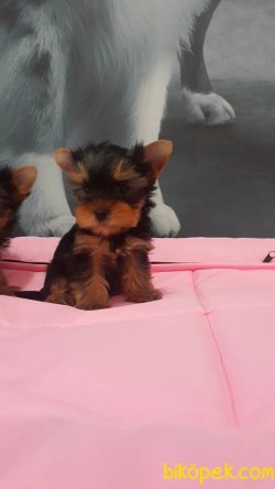 YORKSHIRE TERRIER YAVRULARIMIZ 2