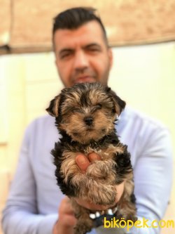 Yorkshıre Terrier Yavrularımız 1