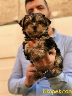 Yorkshıre Terrier Yavrularımız 2