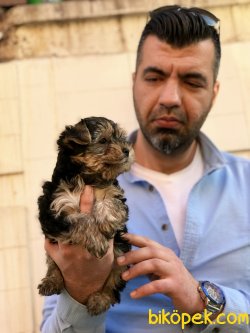 Yorkshıre Terrier Yavrularımız 3