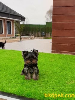 YORKSHIRE TERRIER YAVRULARIMIZ 3