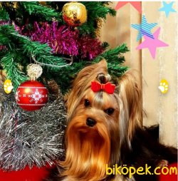 YORKSHIRE TERRIER YAVRULARIMIZ 1