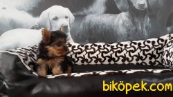 YORKSHIRE TERRIER YAVRULARIMIZ 4
