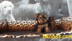 YORKSHIRE TERRIER YAVRULARIMIZ 5