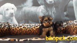 YORKSHIRE TERRIER YAVRULARIMIZ 2