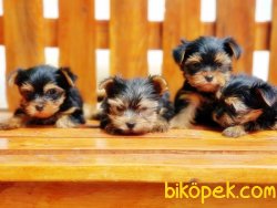 Yorkshire Terrier Yavrularımız 2