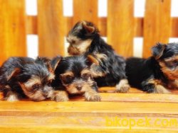 Yorkshire Terrier Yavrularımız 3