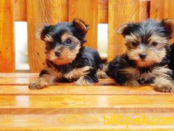 Yorkshire Terrier Yavrularımız 1