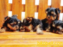 Yorkshire Terrier Yavrularımız 4