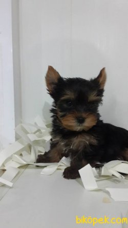 YORKSHIRE TERRIER YAVRULARIMIZ 2