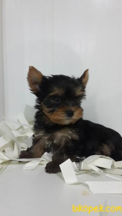 YORKSHIRE TERRIER YAVRULARIMIZ 3