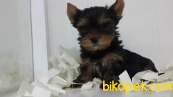 YORKSHIRE TERRIER YAVRULARIMIZ 1