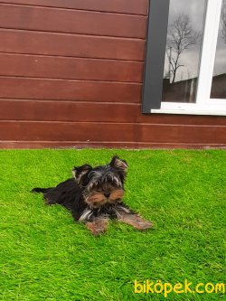 YORKSHIRE TERRIER YAVRULARIMIZ 3
