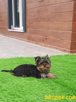 YORKSHIRE TERRIER YAVRULARIMIZ 4