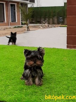 YORKSHIRE TERRIER YAVRULARIMIZ 2