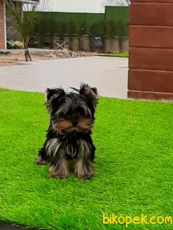 YORKSHIRE TERRIER YAVRULARIMIZ 2