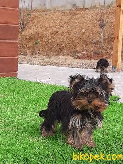 YORKSHIRE TERRIER YAVRULARIMIZ 4