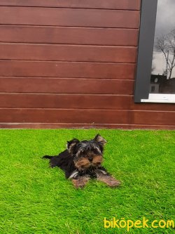 YORKSHIRE TERRIER YAVRULARIMIZ 2