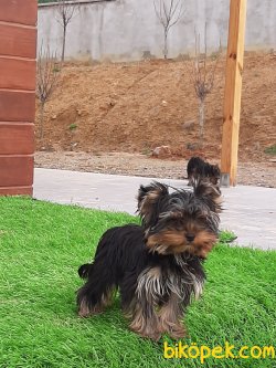 YORKSHIRE TERRIER YAVRULARIMIZ 4