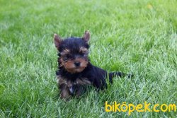 YORKSHIRE TERRIER YAVRULARIMIZ 2