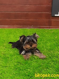 YORKSHIRE TERRIER YAVRULARIMIZ 3