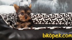 YORKSHIRE TERRIER YAVRULARIMIZ 3