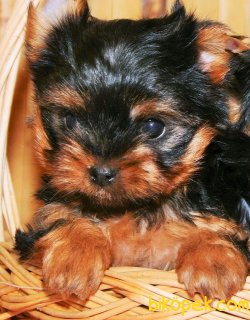 YORKSHIRE TERRIER YAVRULARIMIZ 1