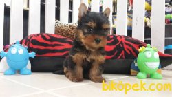YORKSHIRE TERRIER YAVRULARIMIZ 5