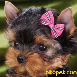 YORKSHIRE TERRIER YAVRULARIMIZ 4