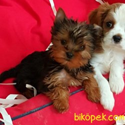 YORKSHIRE TERRIER YAVRULARIMIZ 1