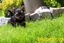 YORKSHIRE TERRIER YAVRULARIMIZ 3