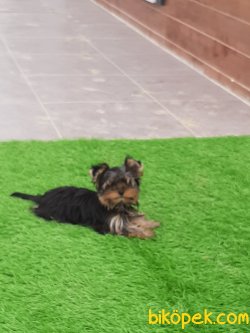 YORKSHIRE TERRIER YAVRULARIMIZ 3